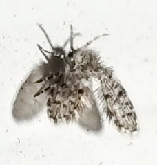 Paramormia furcata