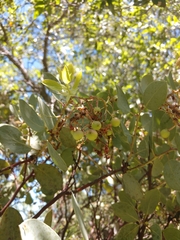 Arctostaphylos viscida