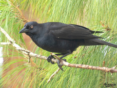 Giant Cowbird photo 4