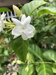 Trachelospermum jasminoides