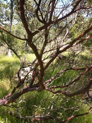 Arctostaphylos viscida
