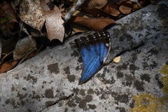Morpho helenor octavia