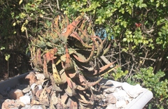 Aloe melanacantha