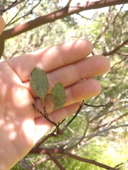 Arctostaphylos viscida
