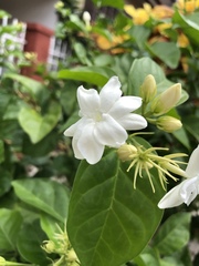 Trachelospermum jasminoides