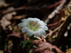 Gentiana flavomaculata