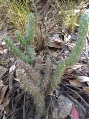 Austrocylindropuntia shaferi