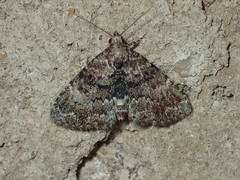 Metalectra richardsi