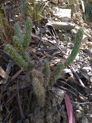 Austrocylindropuntia shaferi