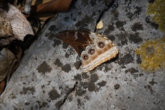Morpho helenor octavia