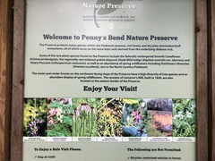 Parthenium auriculatum