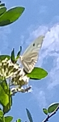 Ganyra