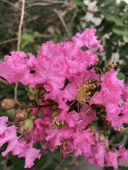 Lagerstroemia
