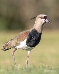 Southern Lapwing photo 3