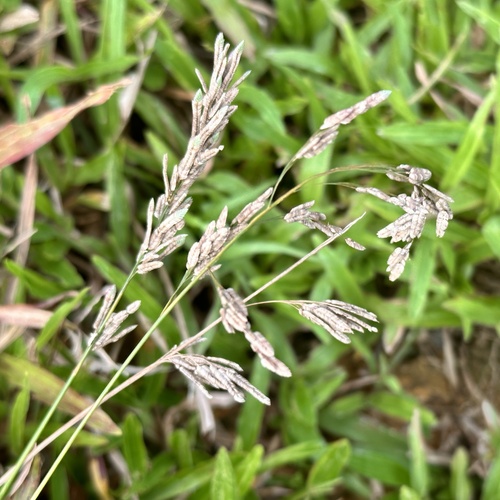Eragrostis unioloides iNat (2)
