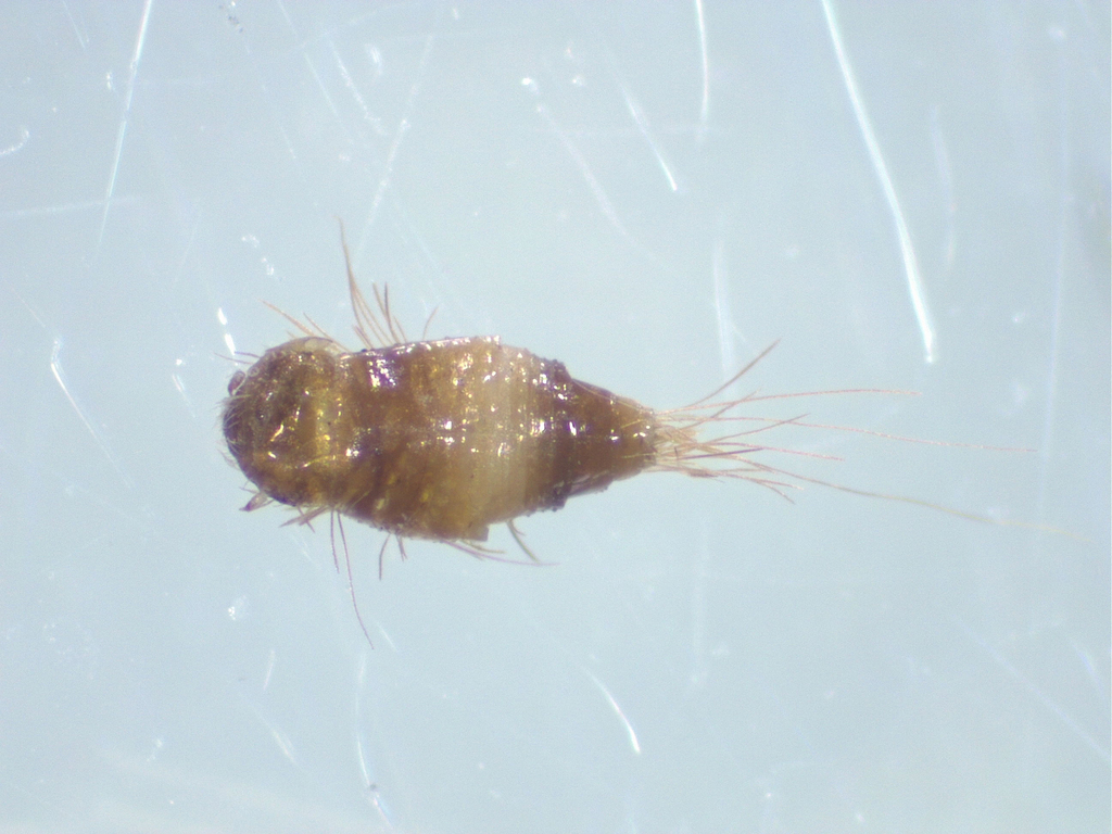Hexapods from Atiu Creek Regional Park 414 Run Road, Tapora 0977, New
