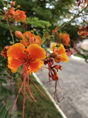 Caesalpinia pulcherrima