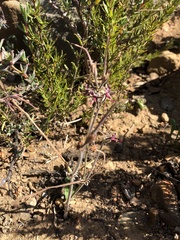 Pelargonium asarifolium