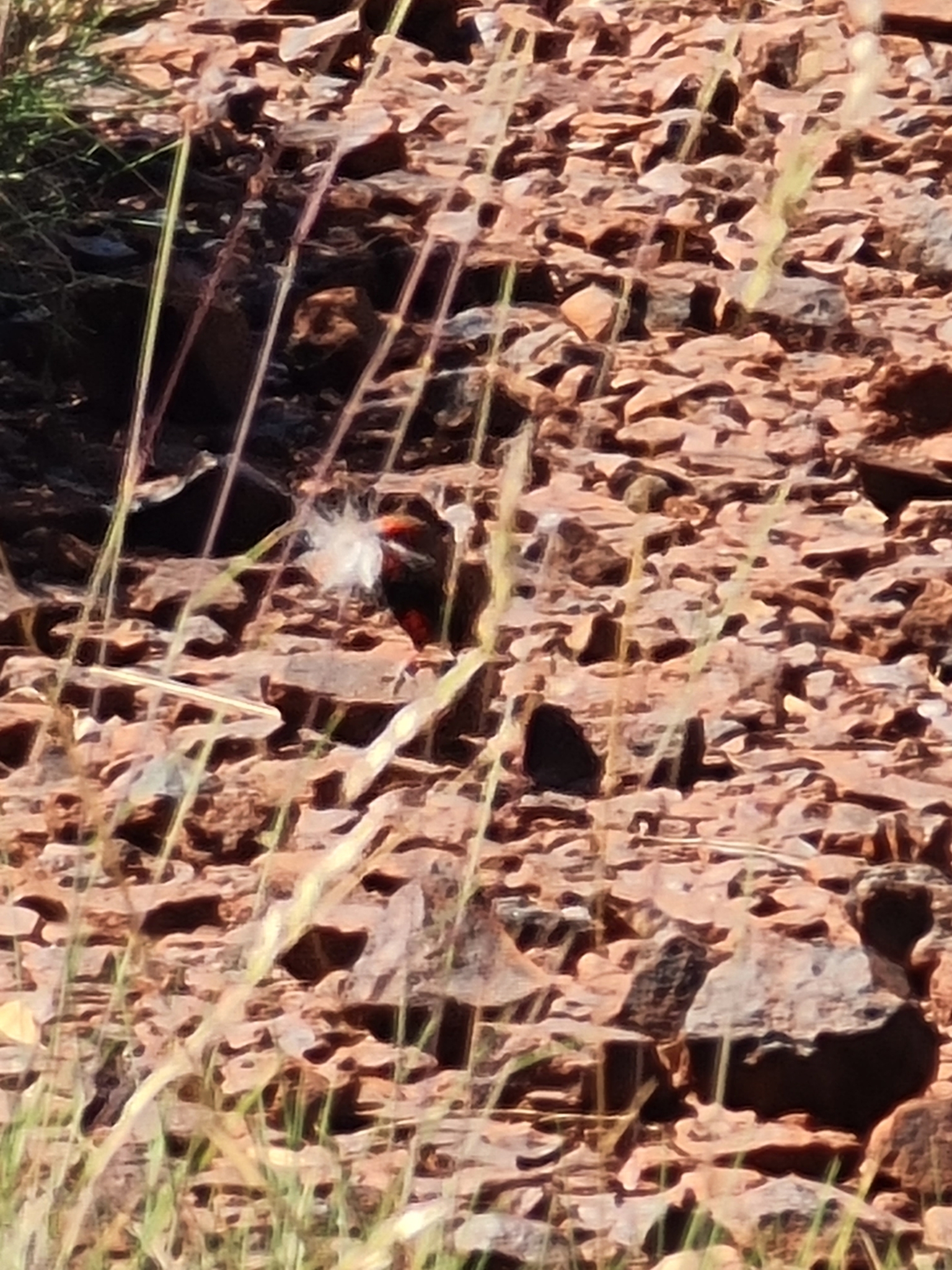 Painted Finch (Emblema pictum), photo 5