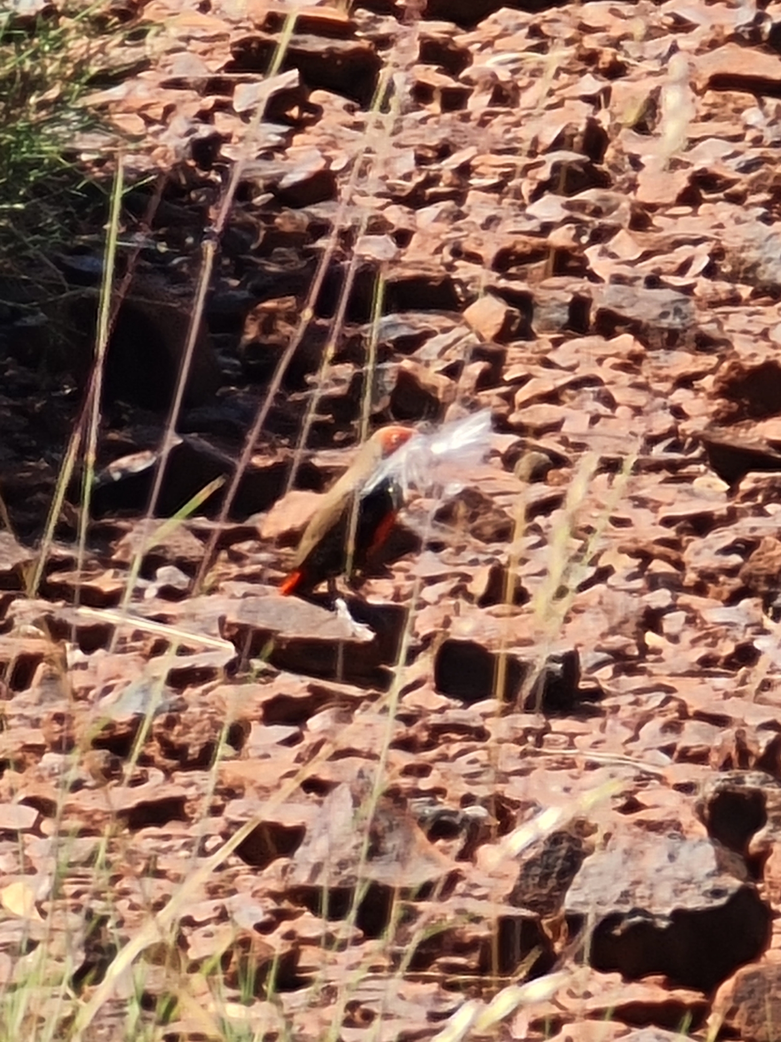 Painted Finch (Emblema pictum), photo 6