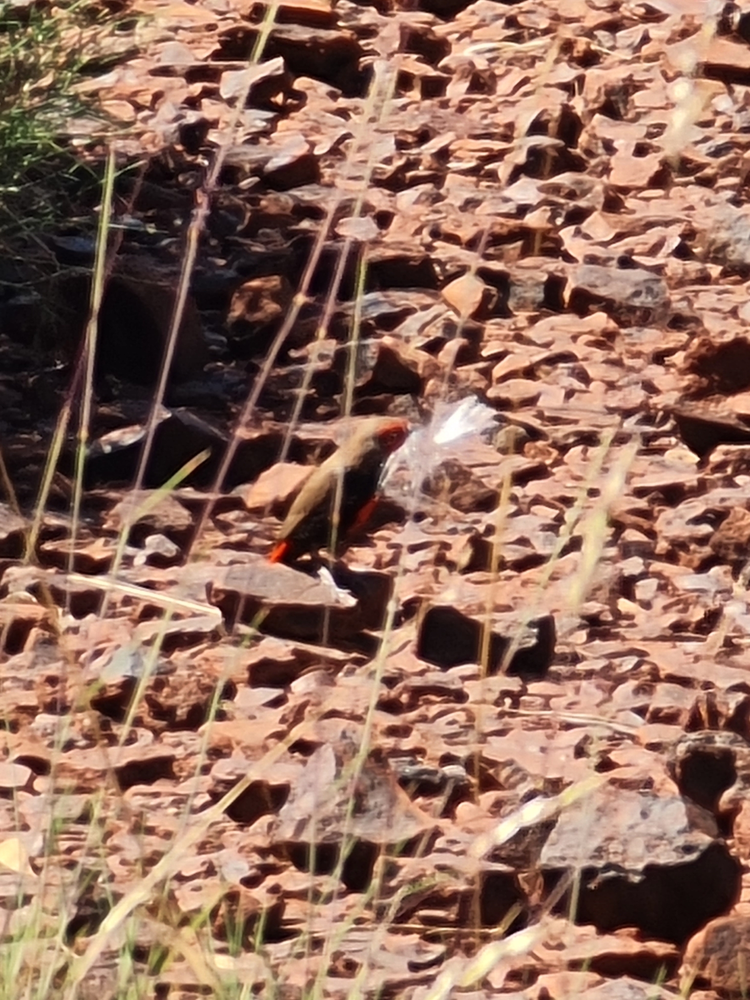 Painted Finch (Emblema pictum), photo 7