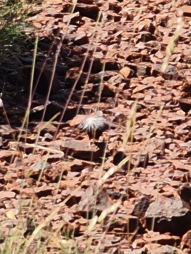 Painted Finch (Emblema pictum), photo 9