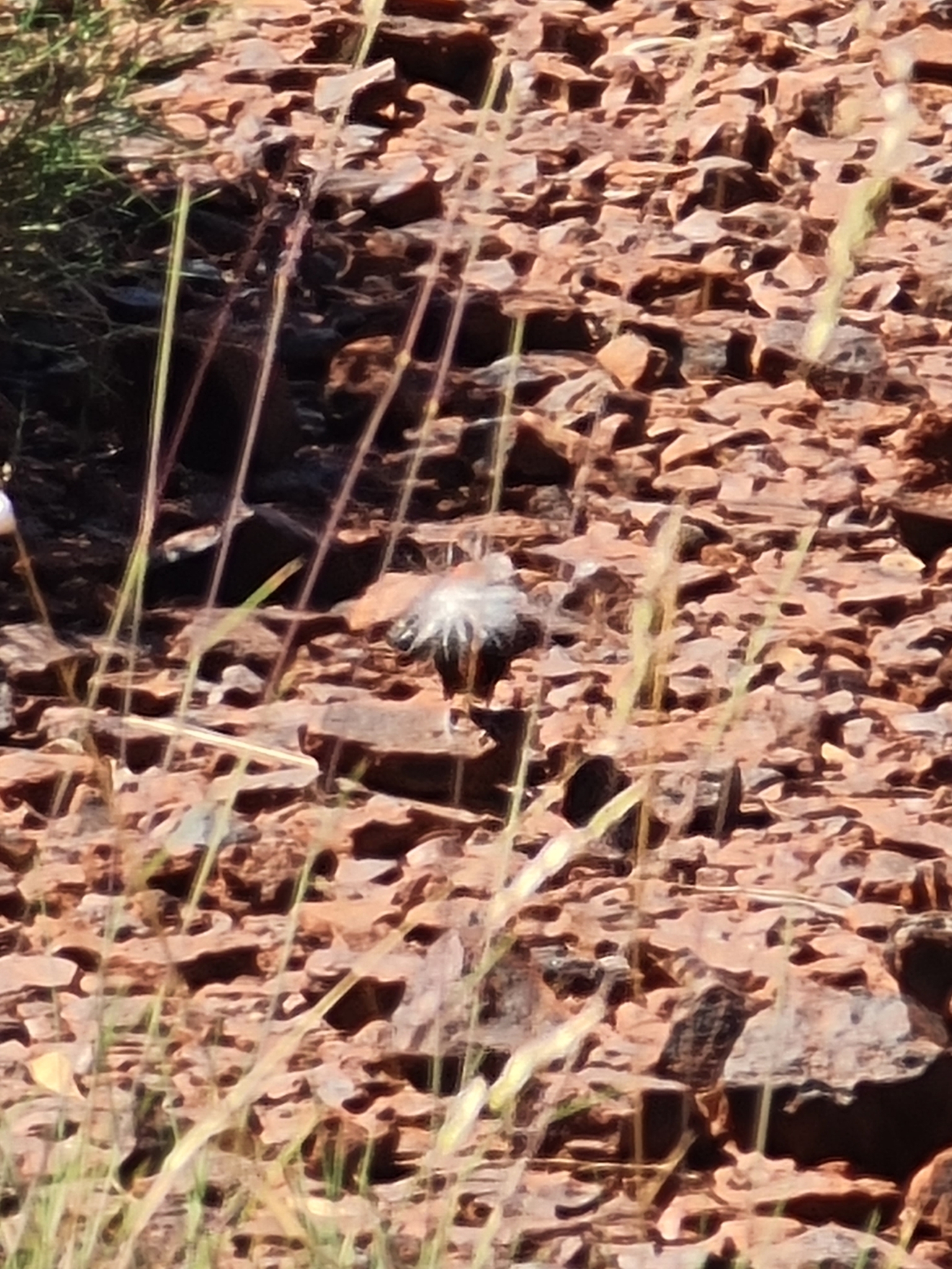 Painted Finch (Emblema pictum), photo 8