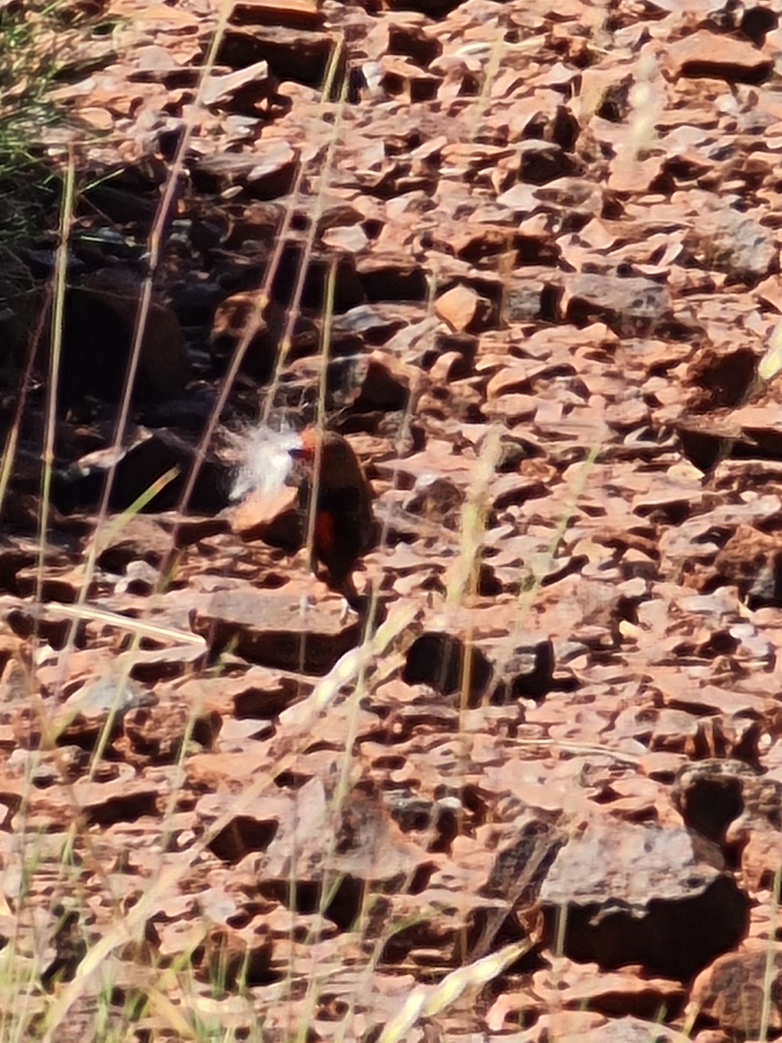 Painted Finch (Emblema pictum), photo 9