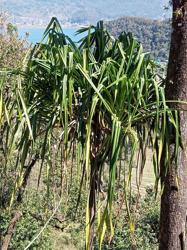 Pandanus furcatus, photograph 5
