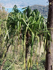 Pandanus furcatus, photograph (c) Sagnik Dutta Roy, some rights reserved (CC BY)
