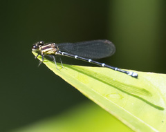 Argia oculata image