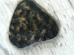 Apis mellifera