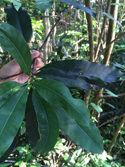 Sideroxylon foetidissimum