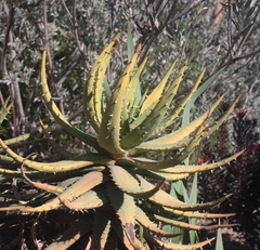 Aloe melanacantha