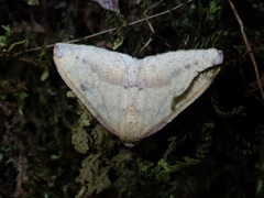 Heterolocha biplagiata