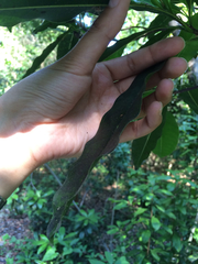 Sideroxylon foetidissimum