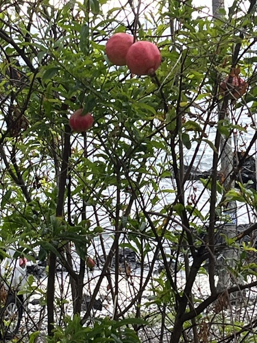 Punica granatum observed 2024-04-14