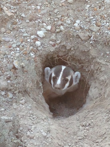 American Badger photographed in Texas
