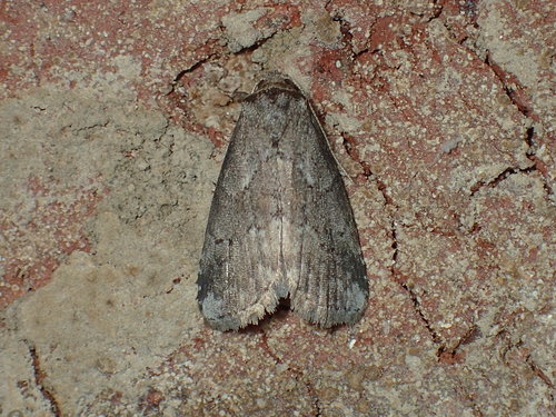 Dotted Graylet photo 3