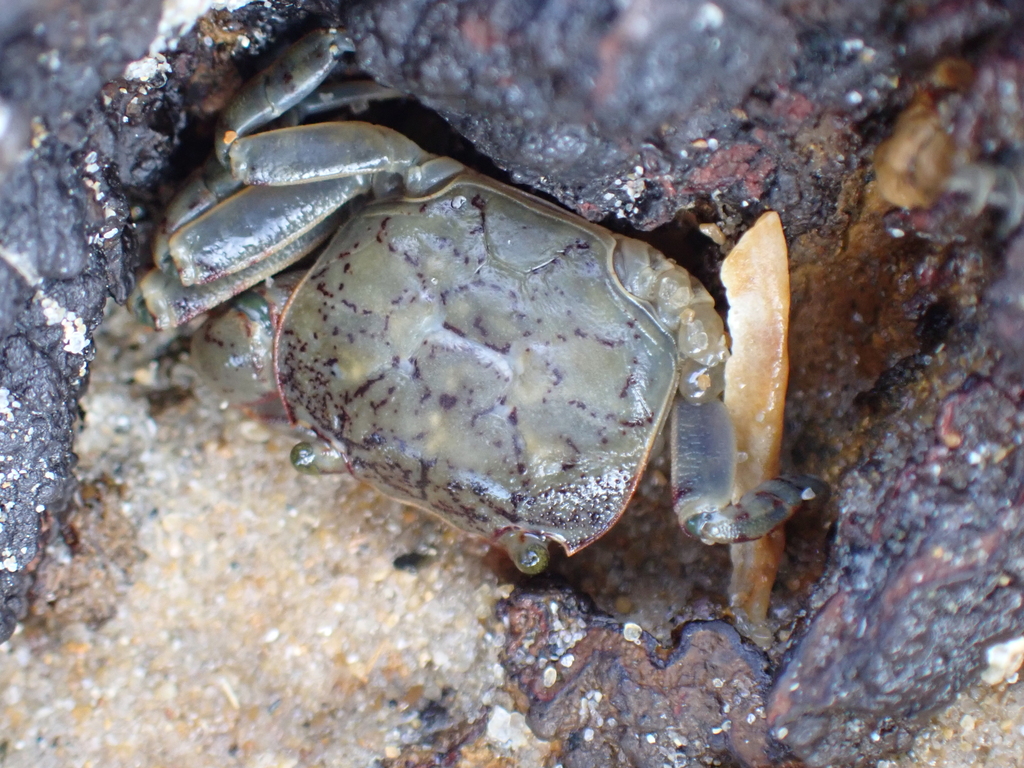 Purple Mottled Shore Crab from Point Leo VIC 3916, Australia on April ...