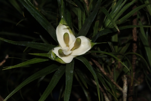 Genus Freycinetia · iNaturalist Genus Freycinetia · iNaturalist
