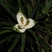 Freycinetia pycnophylla - Photo (c) Shevon Wijegunarathne, algunos derechos reservados (CC BY-NC), subido por Shevon Wijegunarathne