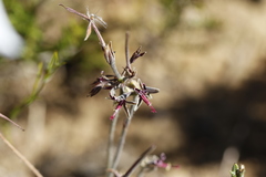 Pelargonium asarifolium