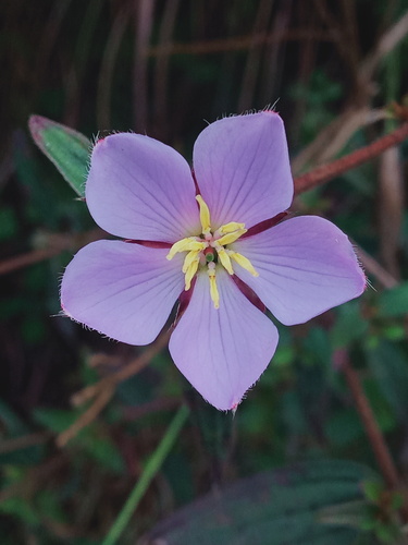 Osbeckia nepalensis iNat (2)