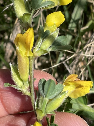 Image of Big-Flower Broom (Chamaecytisus supinus) by (c) Thomas Ebner, some rights reserved (CC BY)
