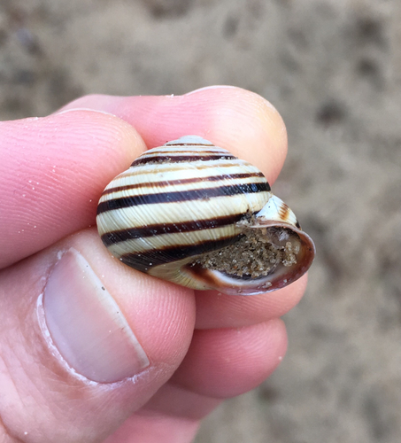 Vineyard Snail