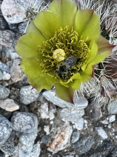 iNaturalist observation photo of Megandrena enceliae