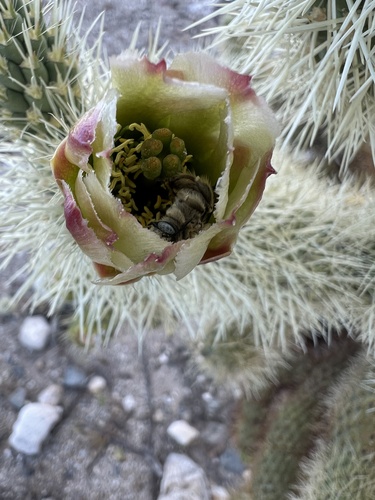 iNaturalist observation photo of Cactus chimney bees