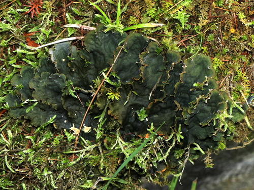 Pelt Lichens