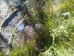 Felicia aethiopica